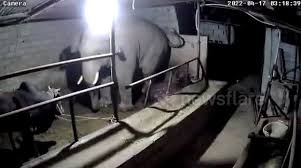 An Elephant in a Cowshed