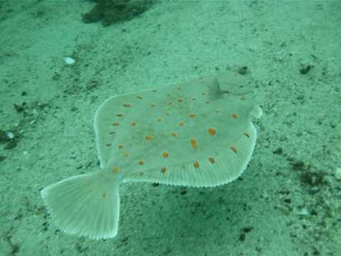 Plaice fish