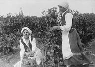 Romany grape pickers.