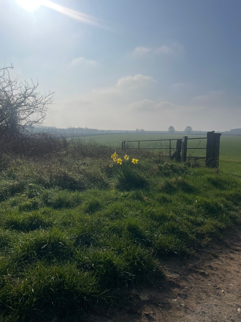 A landscape with daffodils