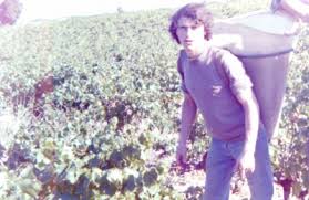 A porter working during the grapepicking season, France 1976
